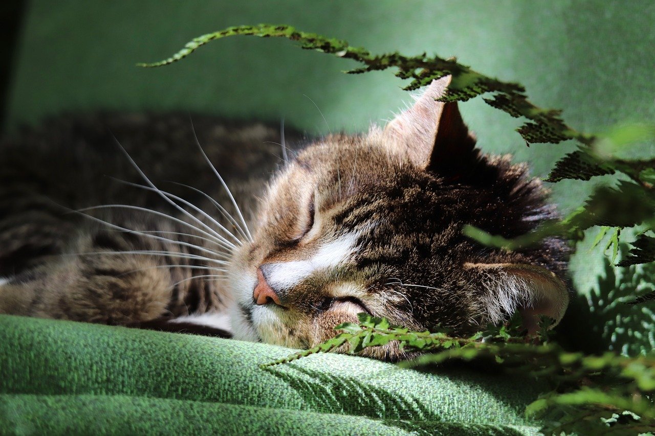 How to Care for a Senior Pet with Allergies